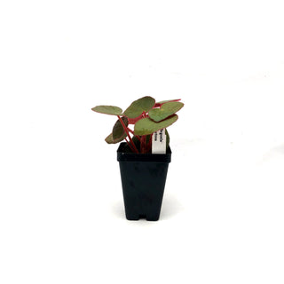 Begonia acetosa