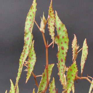Begonia amphioxus