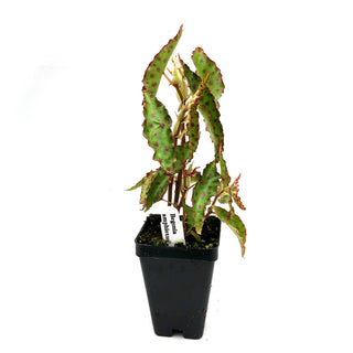 Begonia amphioxus