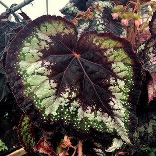 Begonia 'Black Beauty'
