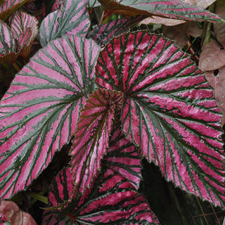 Begonia brevirimosa subsp. exotica