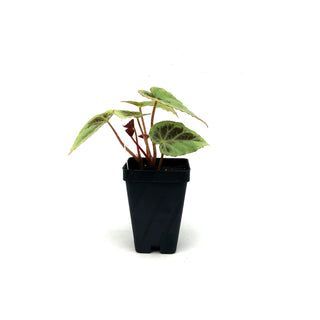 Begonia burkillii (silver edge form)