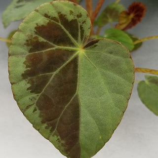 Begonia burkillii (silver edge form)