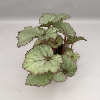 Begonia 'Celia'