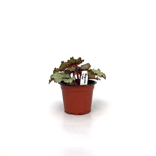 Begonia 'Celia'
