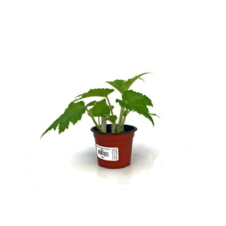 Begonia 'Challenger'