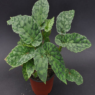 Begonia chlorosticta