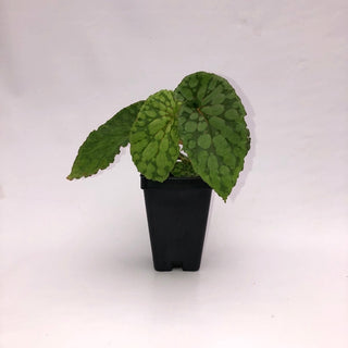 Begonia U038