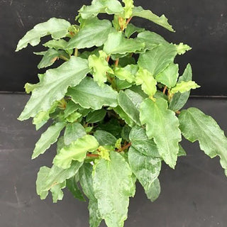 Begonia cubensis