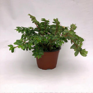 Begonia foliosa