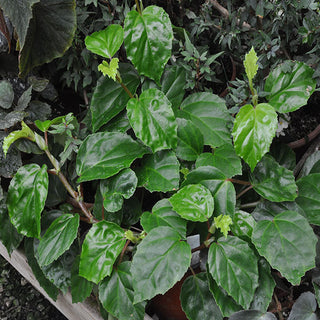 Begonia glabra