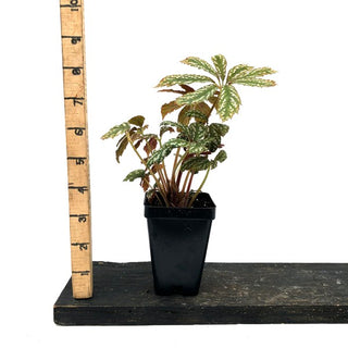 Begonia hemsleyana variegata