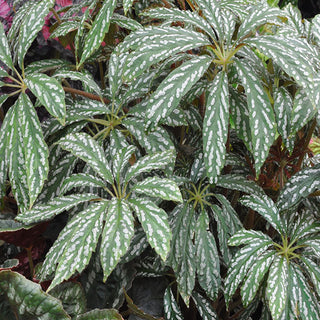 Begonia hemsleyana variegata