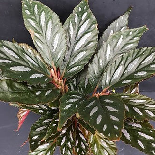 Begonia maynensis