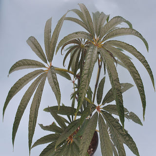 Begonia luxurians