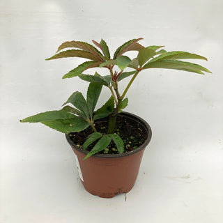 Begonia luxurians
