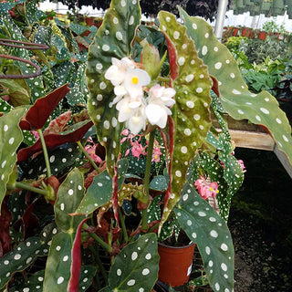 Begonia maculata