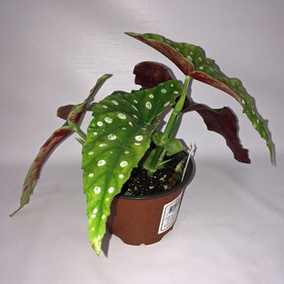 Begonia maculata
