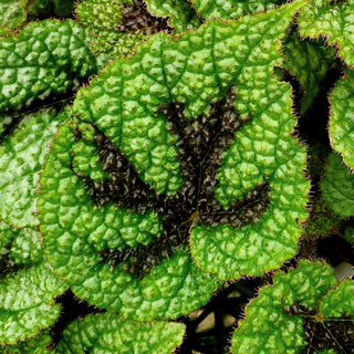 Begonia masoniana