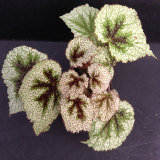 Begonia masoniana 'Tricolor'