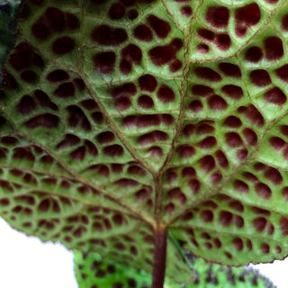 Begonia melanobullata