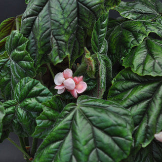 Begonia metallica