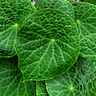 Begonia natunaensis