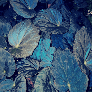 Begonia pavonina