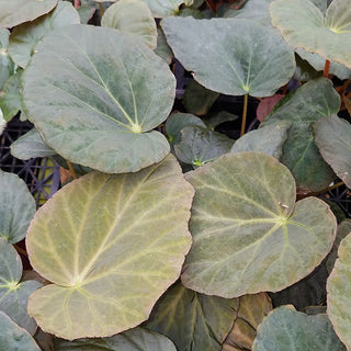 Begonia pavonina