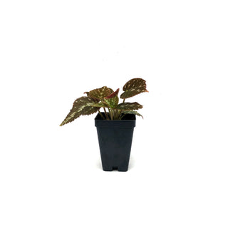 Begonia pustulata