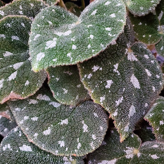 Begonia pustulata