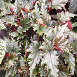 Begonia serratipetala