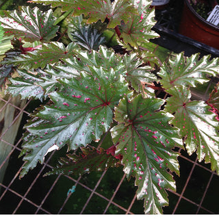Begonia serratipetala