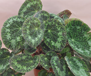 Begonia longiciliata ‘Sizemoreae’