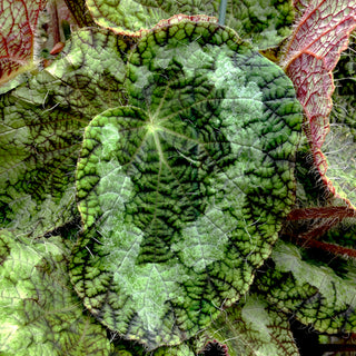 Begonia longiciliata ‘Sizemoreae’