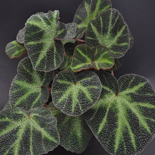 Begonia soli-mutata