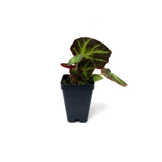 Begonia soli-mutata