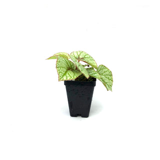 Begonia U309