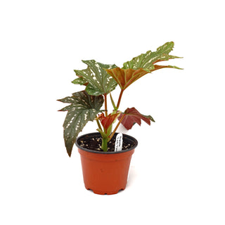 Begonia 'Lady Vanderwilt'
