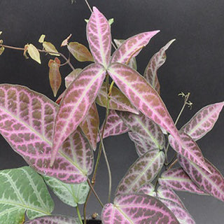 Bignonia argyreoviolascens