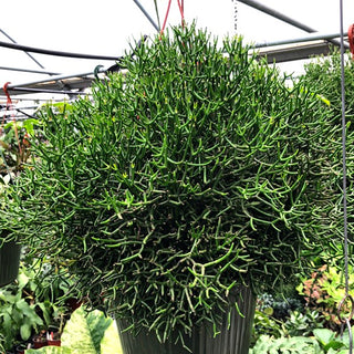 Hatiora cylindrica