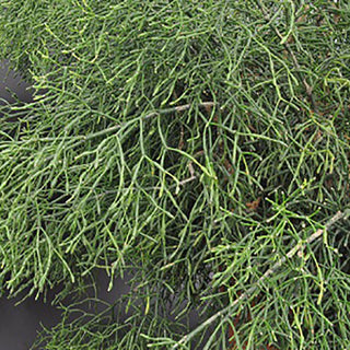 Hatiora salicornioides