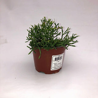 Hatiora salicornioides