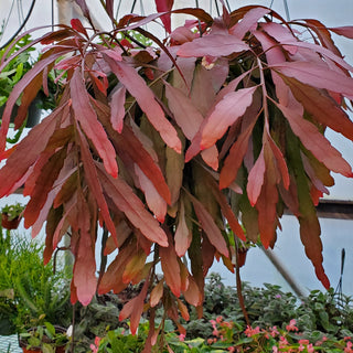 Pseudorhipsalis ramulosa