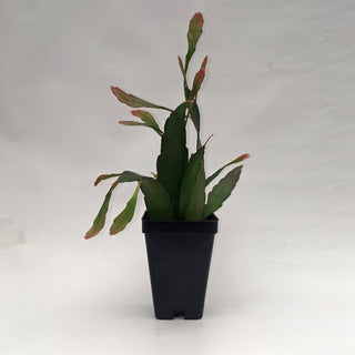 Pseudorhipsalis ramulosa