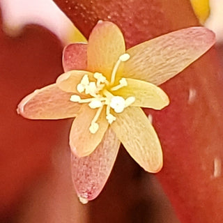 Pseudorhipsalis ramulosa