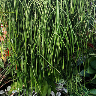 Rhipsalis baccifera subsp. baccifera