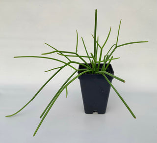 Rhipsalis baccifera subsp. baccifera