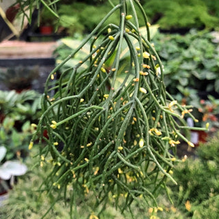 Rhipsalis baccifera subsp. shaferi