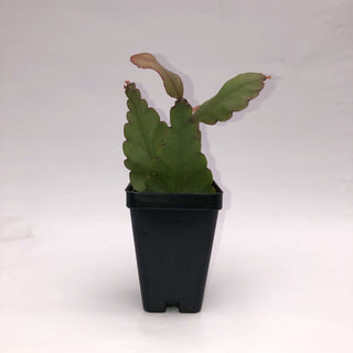 Rhipsalis elliptica